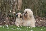 LHASSA APSO 197